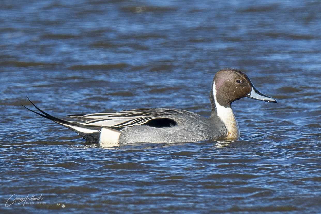 Ducks, Geese And Swans – Wildlife Photography With An Emphasis On Birds