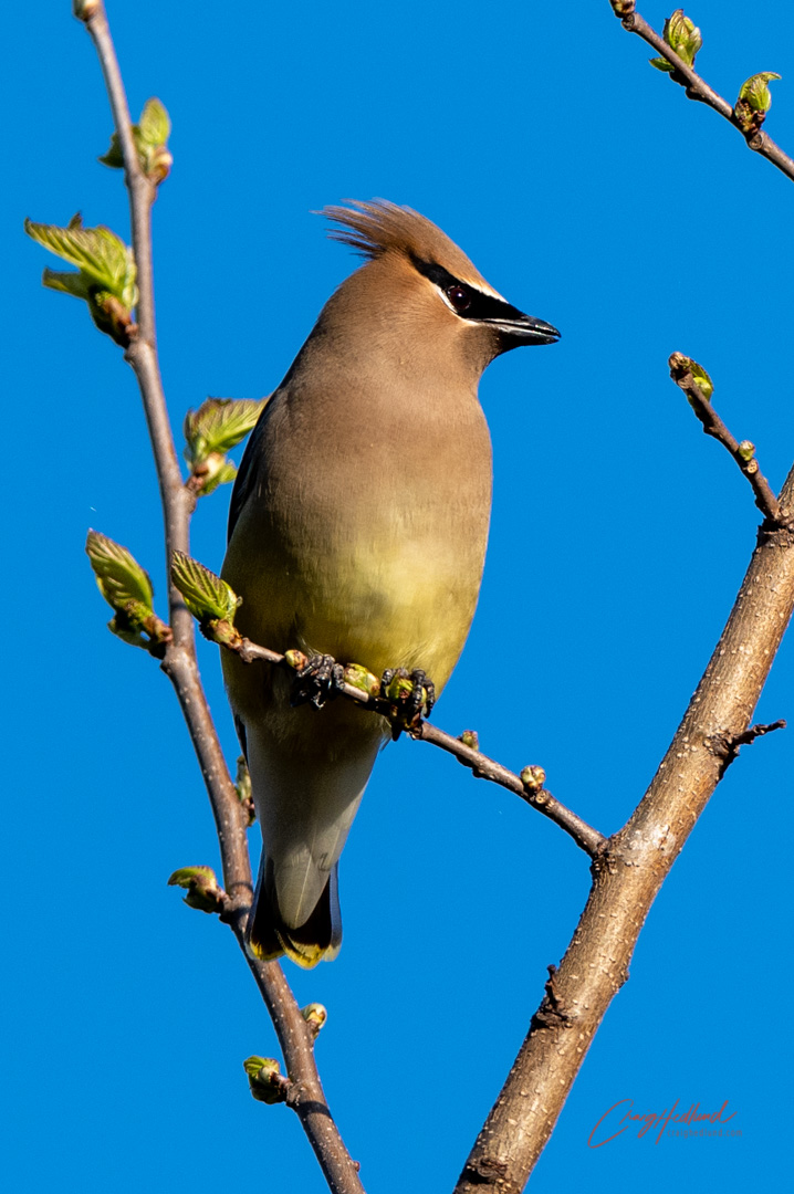 Waxwings – Wildlife Photography with an emphasis on Birds