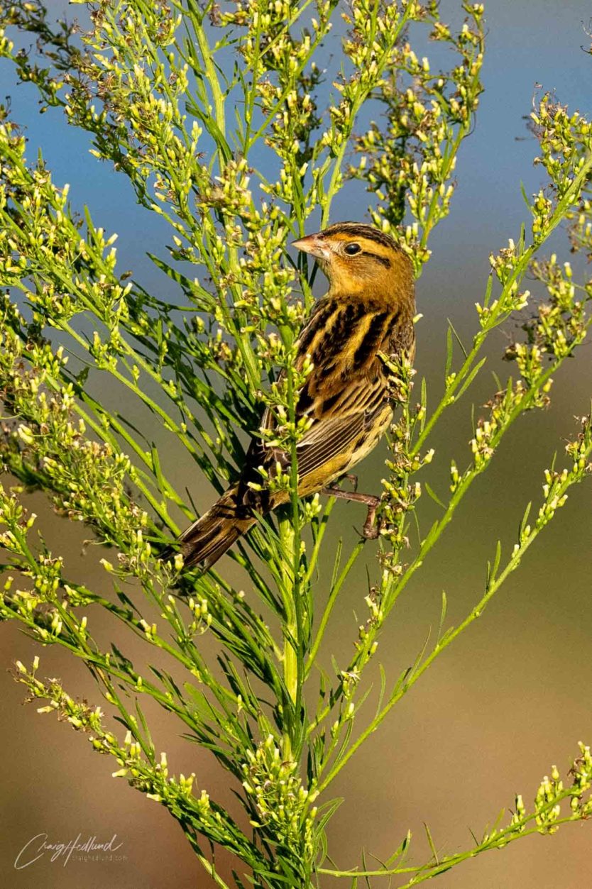 Sparrows, Siskins and Towhees – Wildlife Photography with an emphasis ...