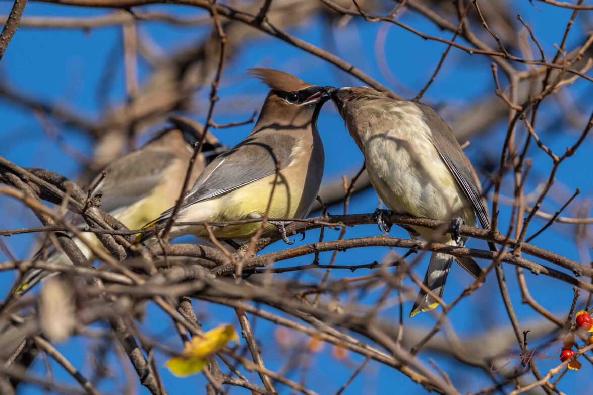 Waxwings – Wildlife Photography with an emphasis on Birds