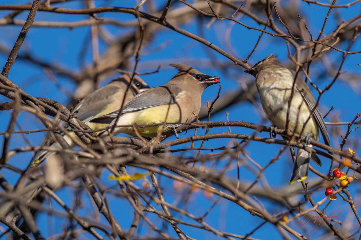 Waxwings – Wildlife Photography with an emphasis on Birds