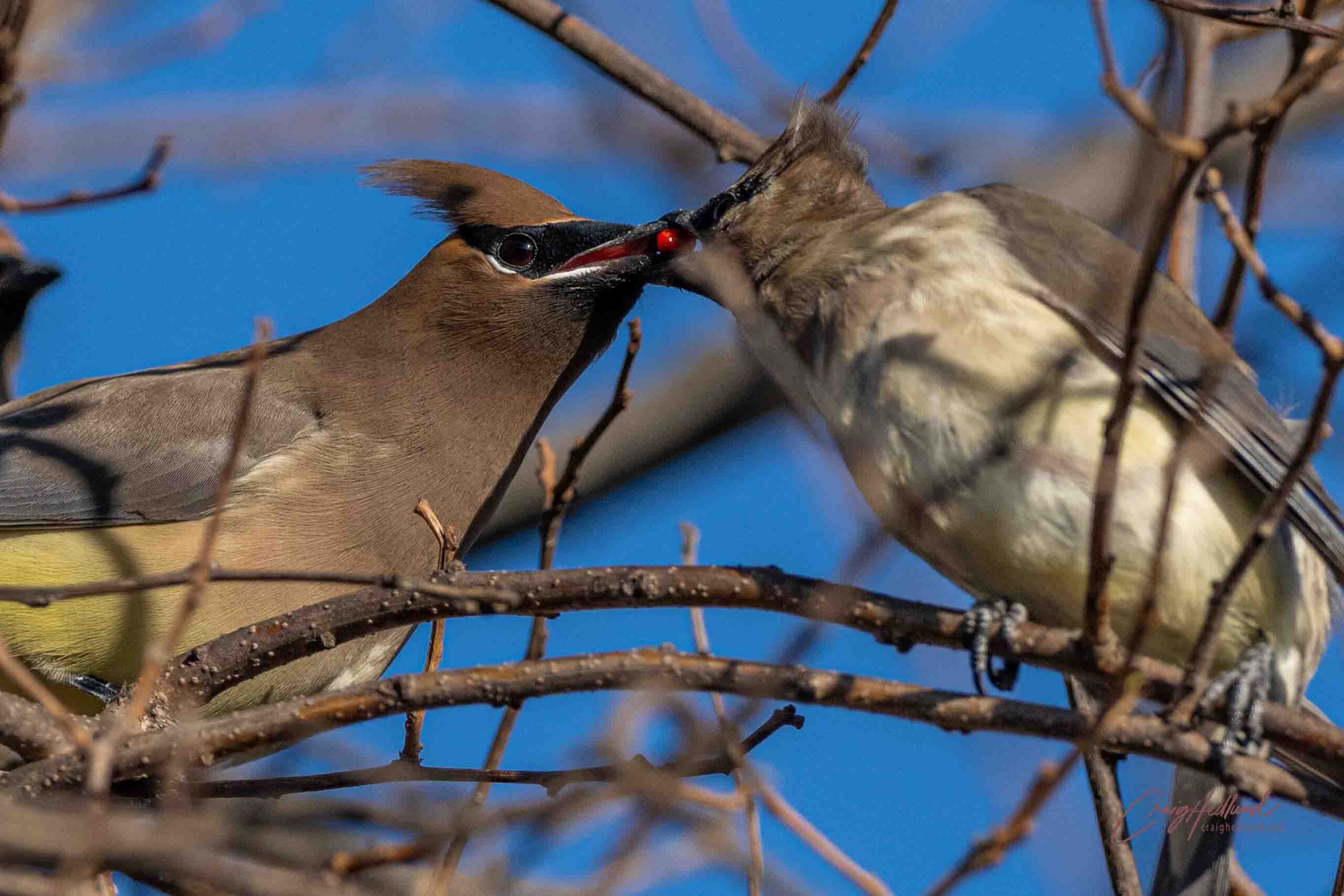 Waxwings – Wildlife Photography with an emphasis on Birds