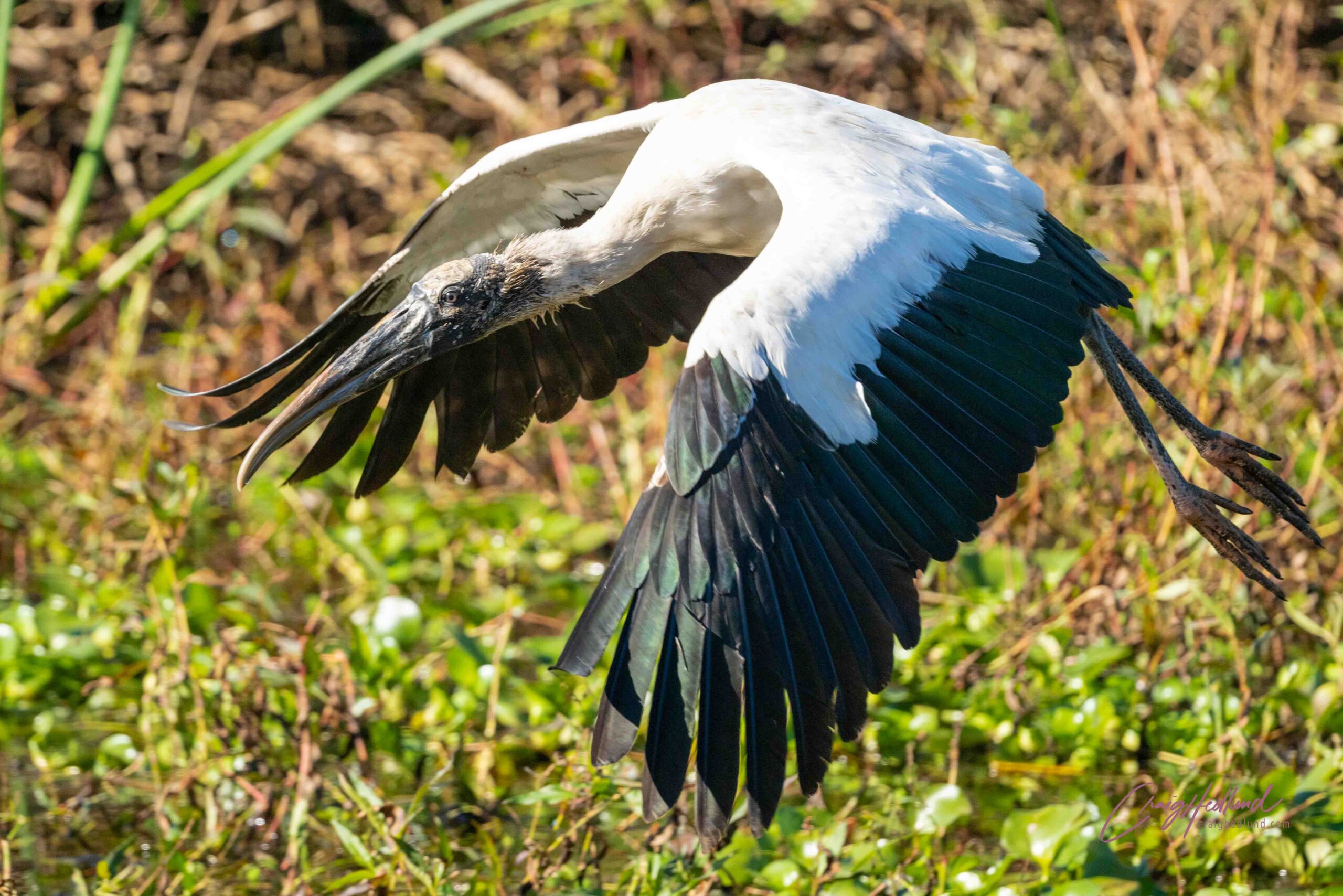 Herons, Ibis, Anhinga and Bitterns – Wildlife Photography with an ...