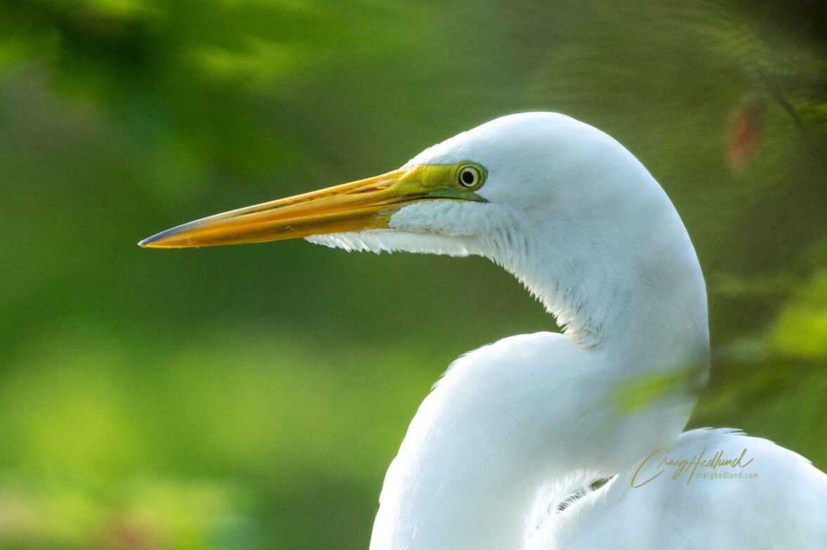 Egrets – Wildlife Photography with an emphasis on Birds