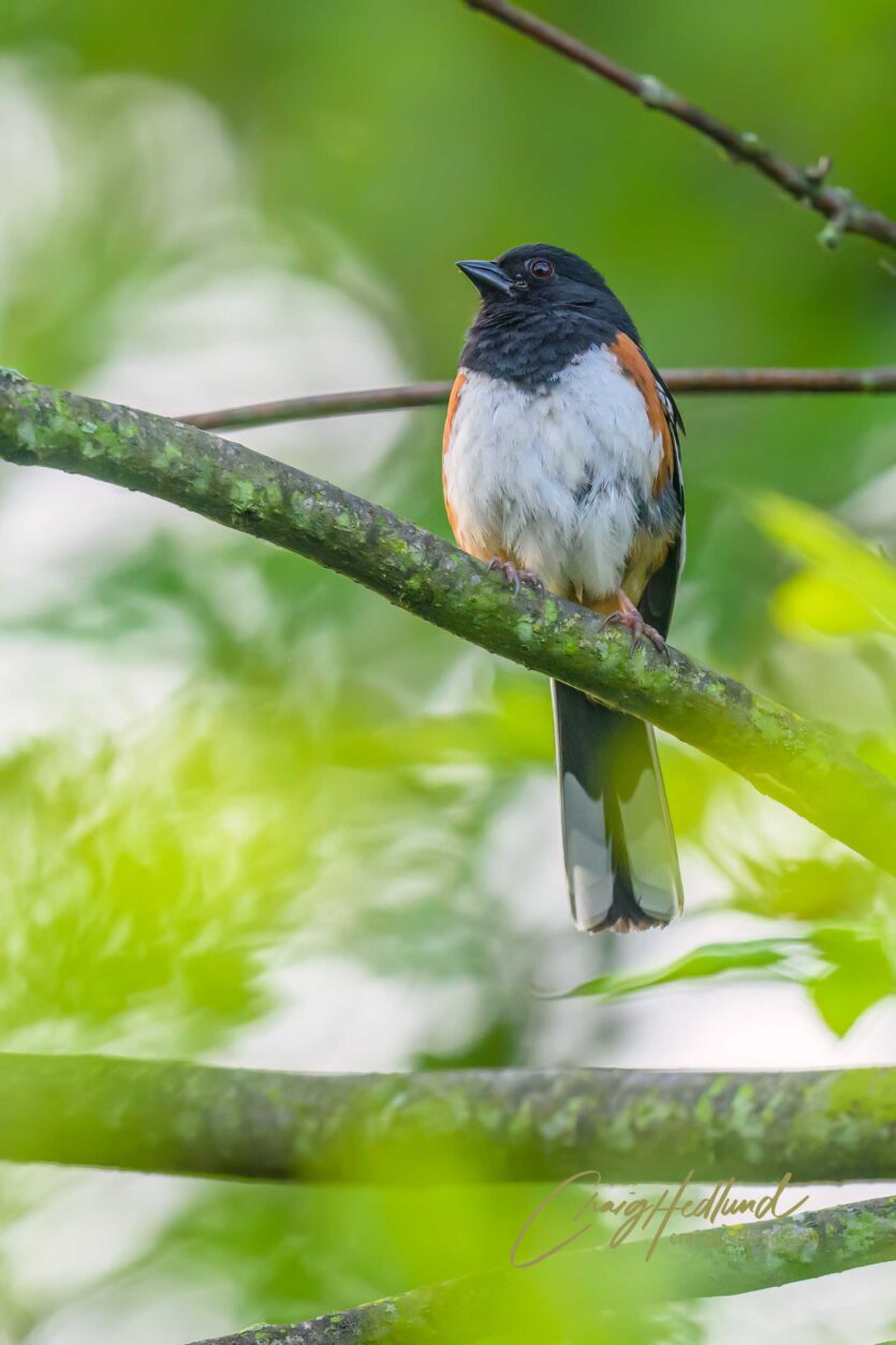 Sparrows, Siskins and Towhees – Wildlife Photography with an emphasis ...