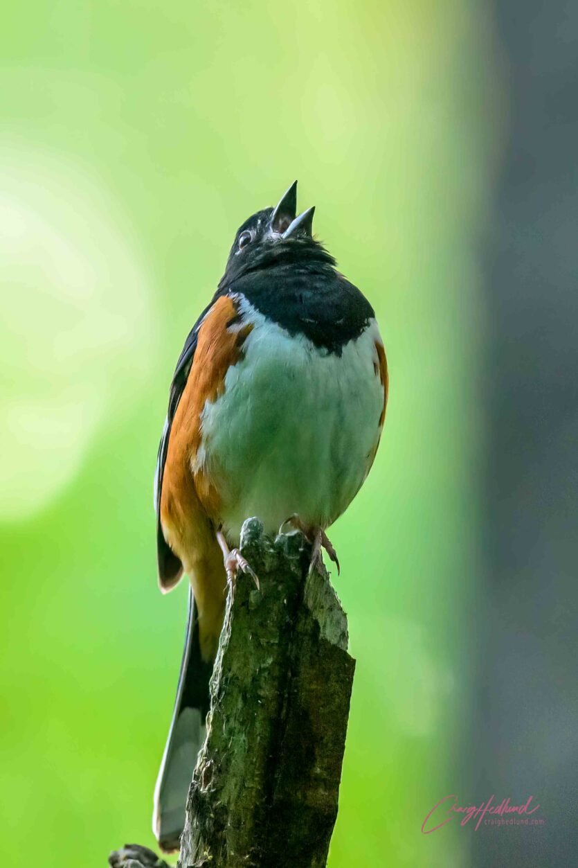 Sparrows, Siskins and Towhees – Wildlife Photography with an emphasis ...