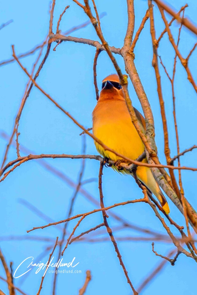 Waxwings – Wildlife Photography with an emphasis on Birds