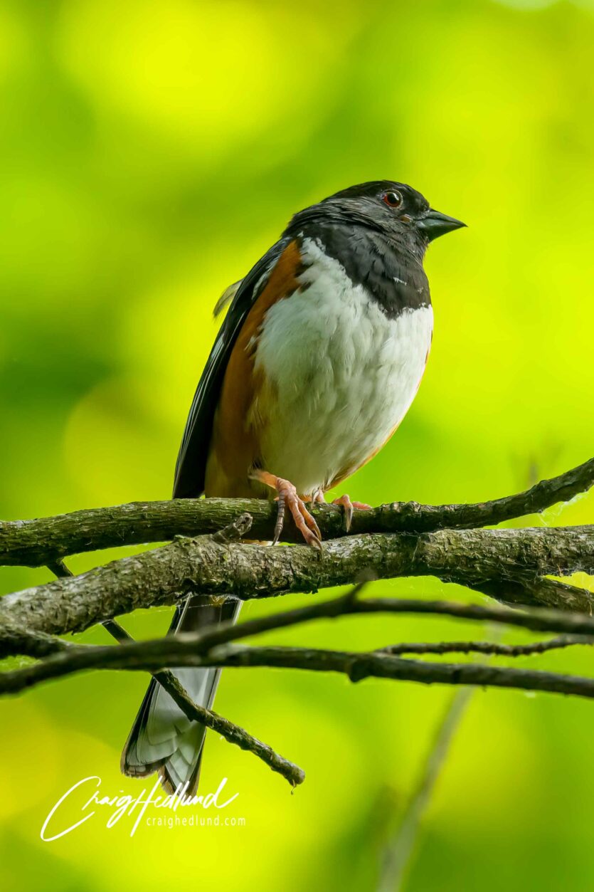 Sparrows, Siskins and Towhees – Wildlife Photography with an emphasis ...