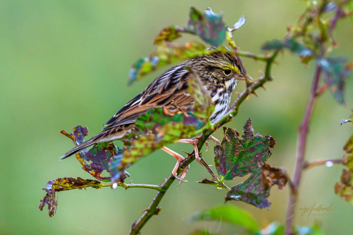 Sparrows, Siskins and Towhees – Wildlife Photography with an emphasis ...