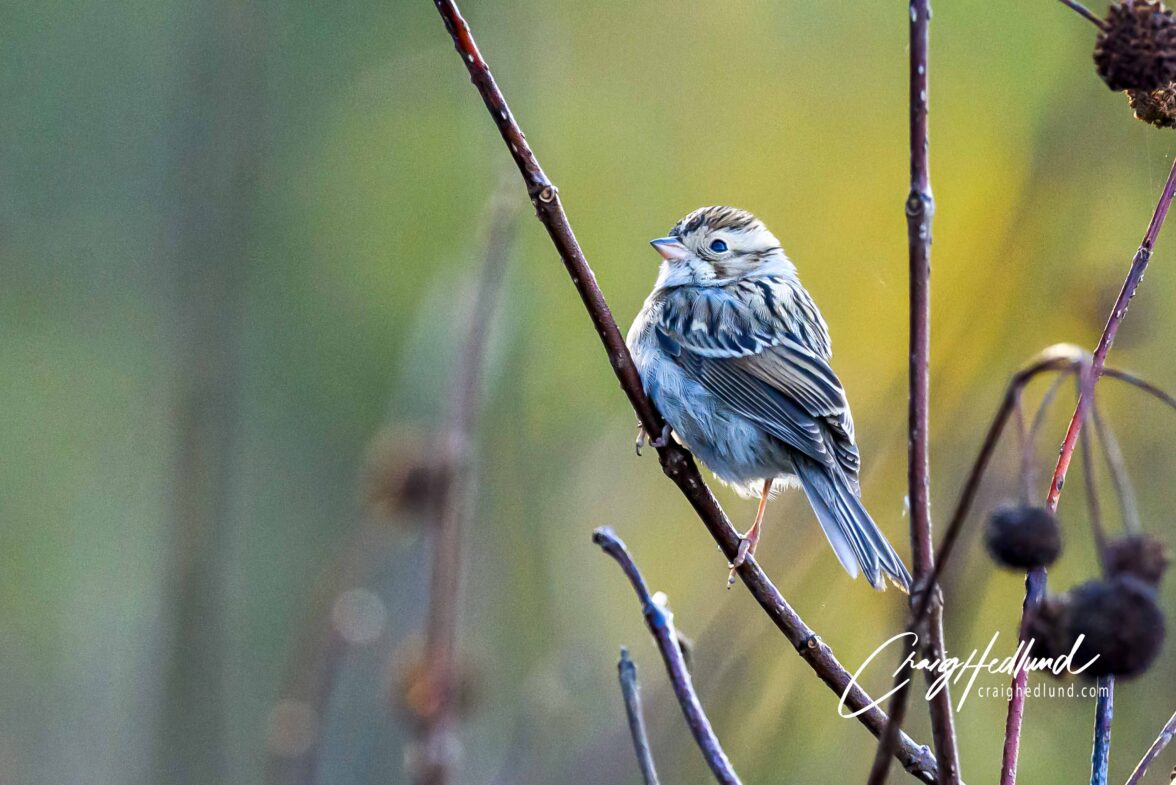 Sparrows, Siskins and Towhees – Wildlife Photography with an emphasis ...