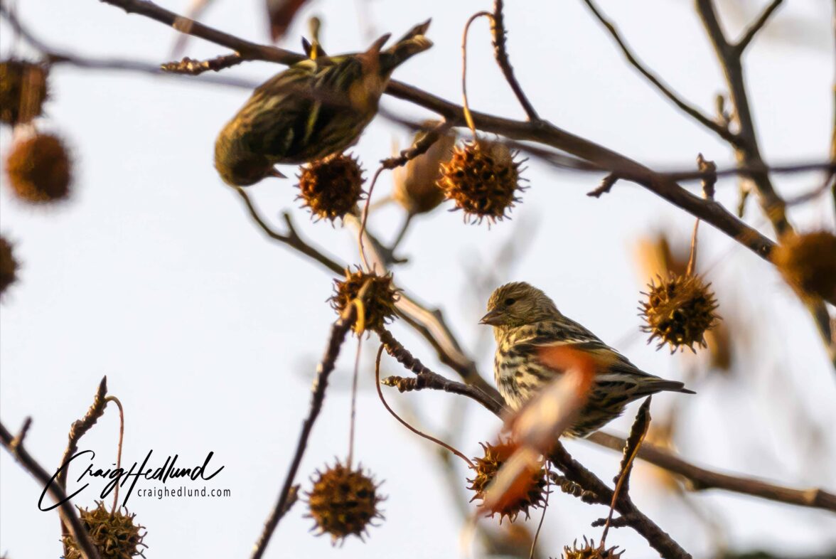 Sparrows, Siskins and Towhees – Wildlife Photography with an emphasis ...