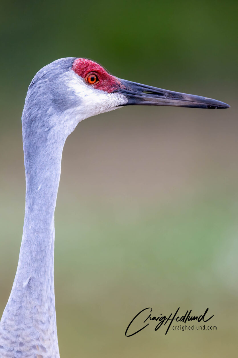 Cranes and Rails – Wildlife Photography with an emphasis on Birds