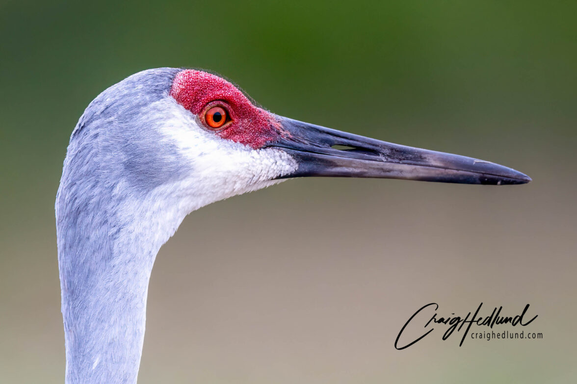 Cranes and Rails – Wildlife Photography with an emphasis on Birds