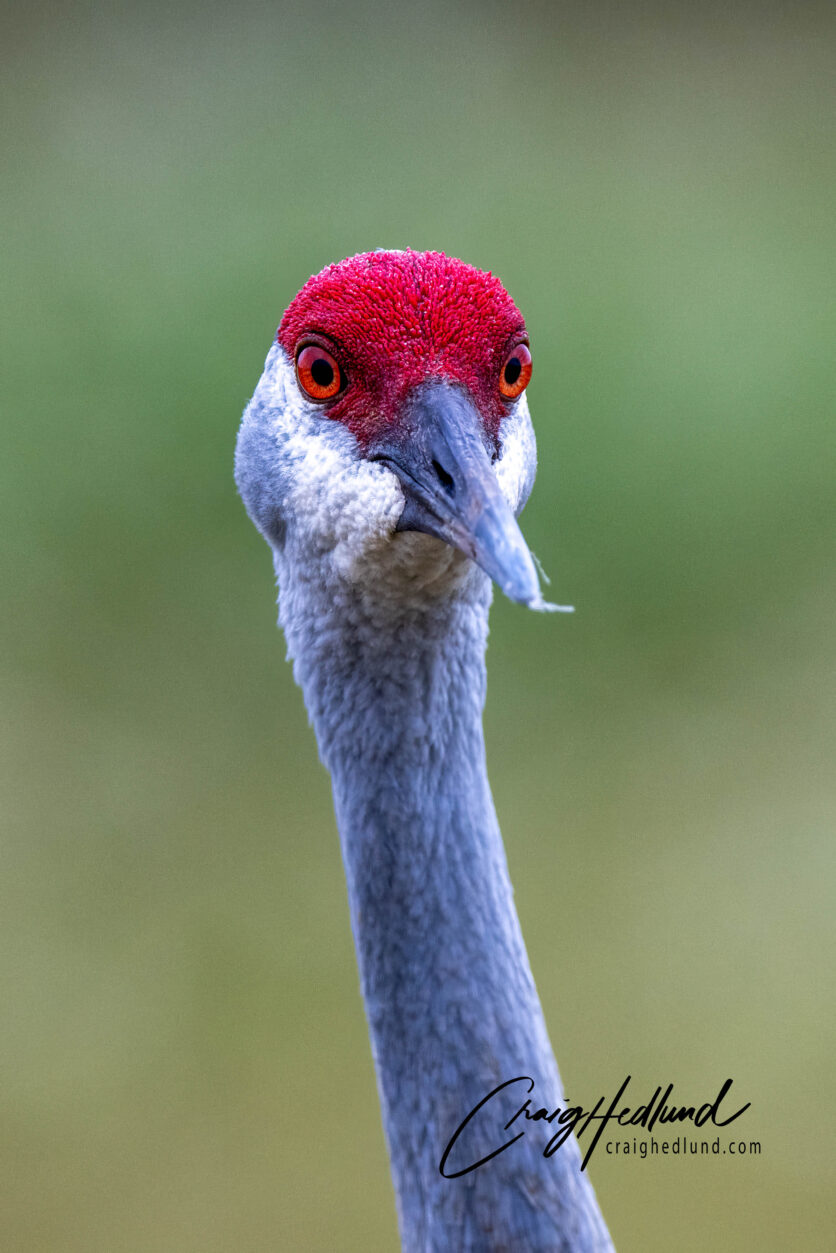 Cranes and Rails – Wildlife Photography with an emphasis on Birds