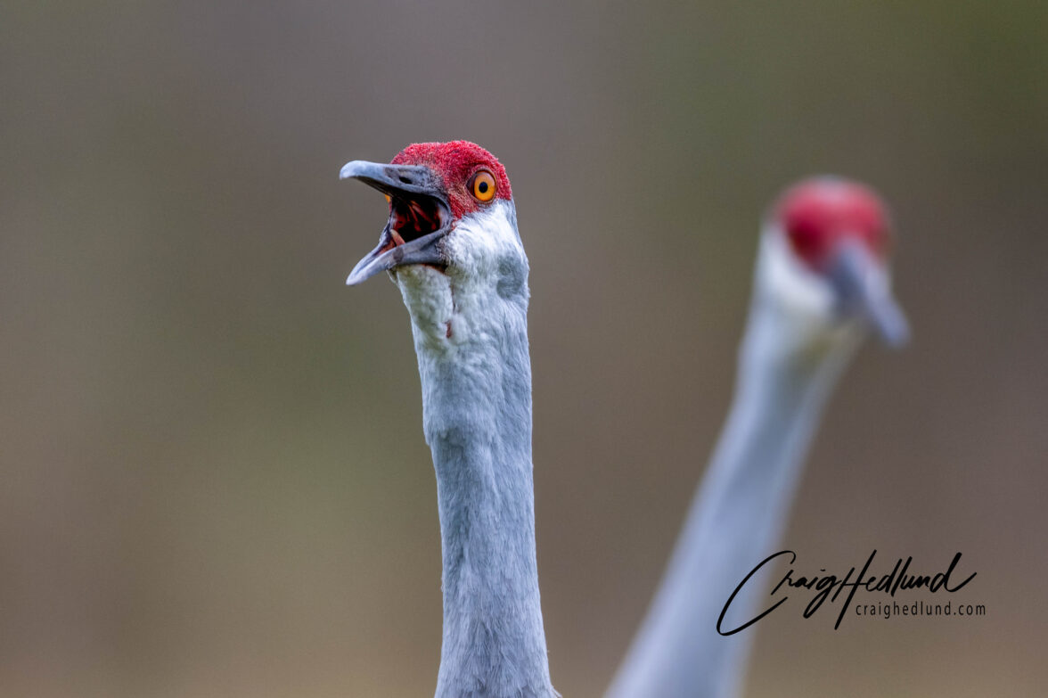 Cranes and Rails – Wildlife Photography with an emphasis on Birds