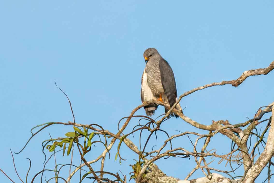 Costa Rica eagles, hawks, vultures and falcons – Wildlife Photography ...