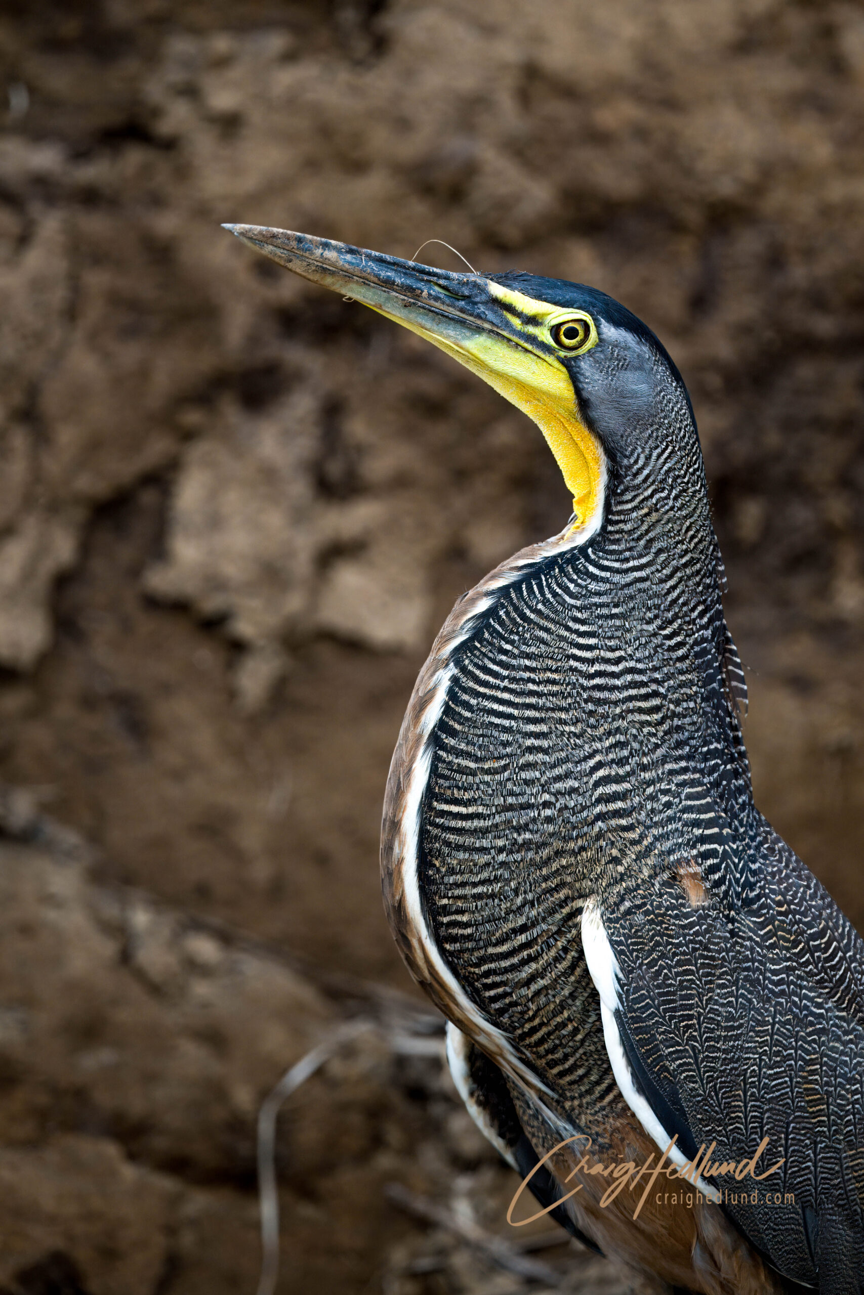 Costa Rica Herons and wading birds – Wildlife Photography with an ...