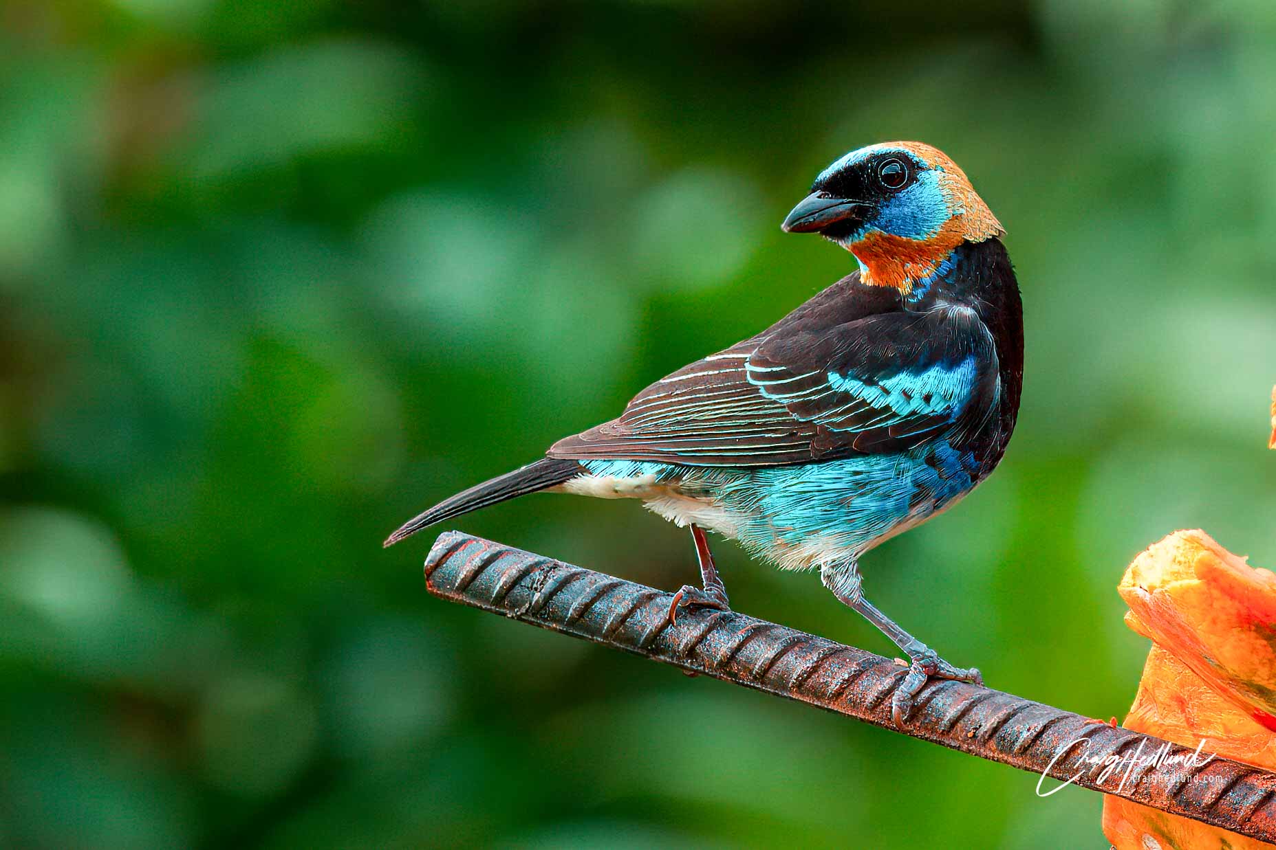 Costa Rica Tanagers – Wildlife Photography with an emphasis on Birds