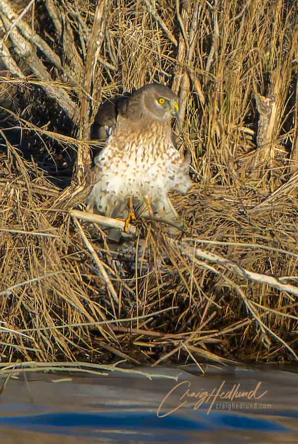 Northern Harrier aka Marsh Hawk – Wildlife Photography with an emphasis ...