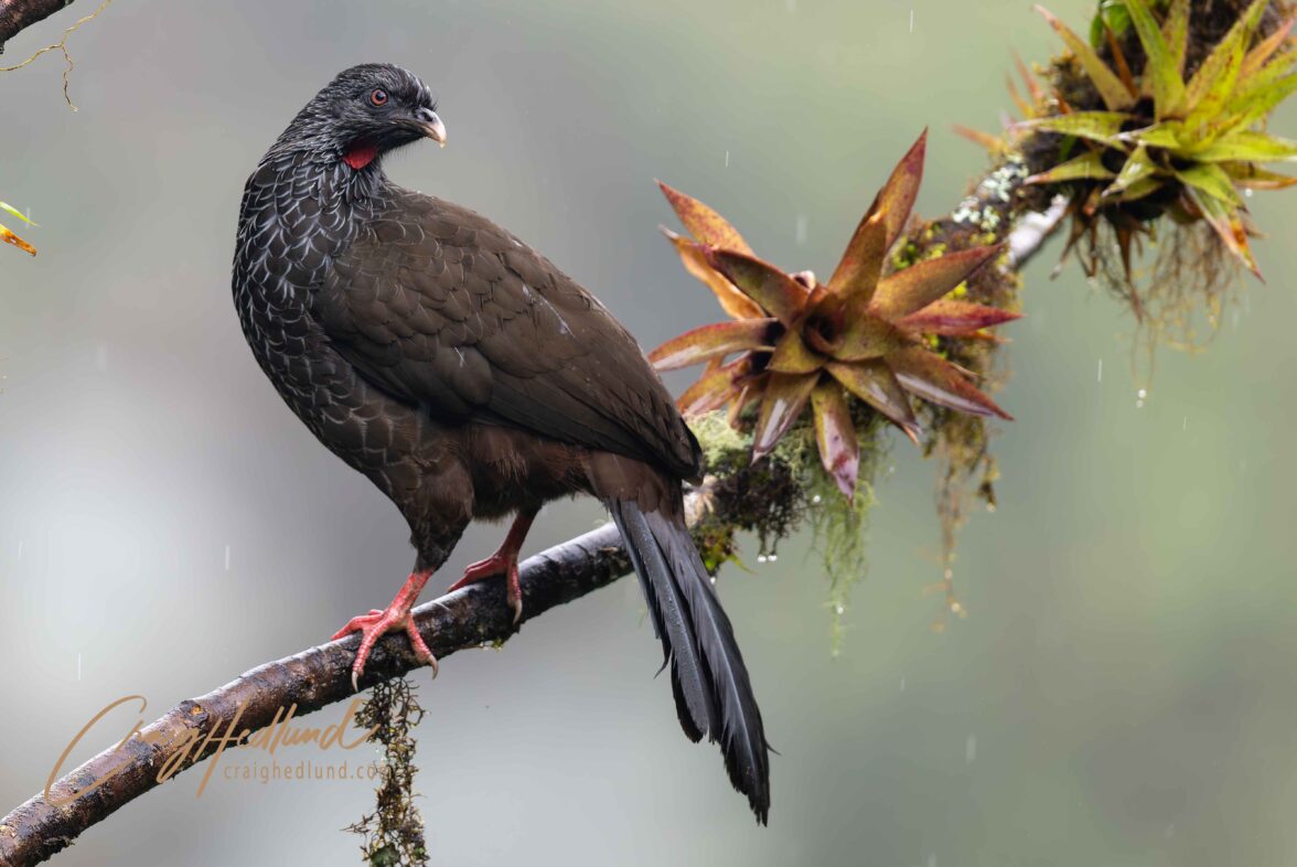 Ecuador- East Slope Cloud Forest – Wildlife Photography with an ...