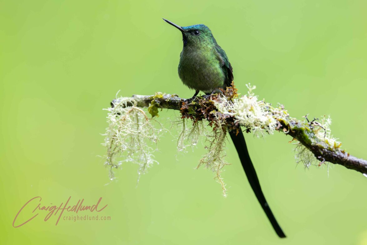 Ecuador- East Slope Cloud Forest – Wildlife Photography with an ...