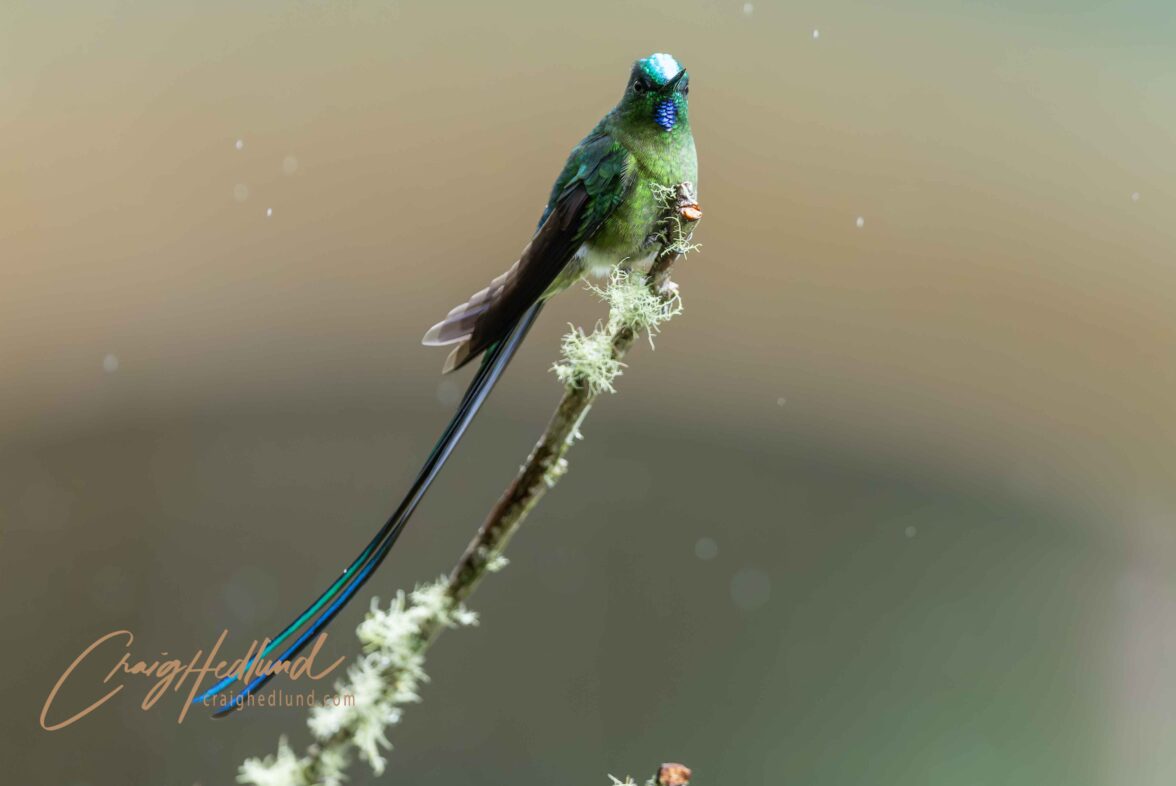 Ecuador- East Slope Cloud Forest – Wildlife Photography with an ...