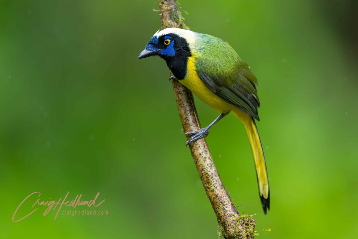 Ecuador- East Slope Cloud Forest – Wildlife Photography with an ...