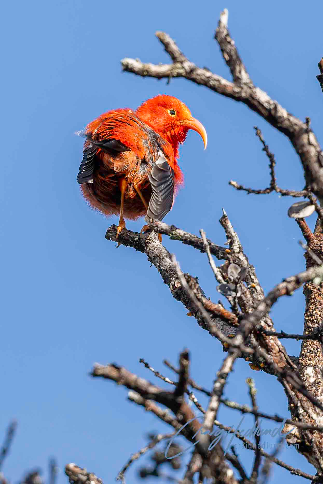 Hawaii 2026 – Wildlife Photography with an emphasis on Birds